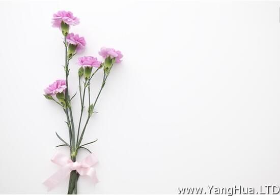 「四大切花」——康乃馨