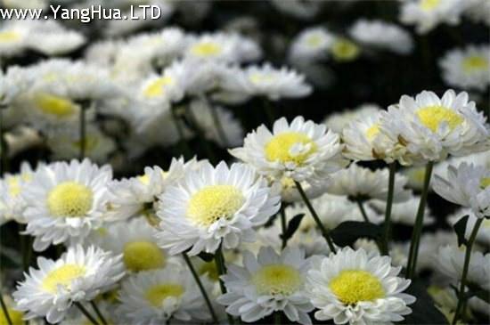 白色菊花花語是什麼 白色菊花代表什麼意思 哀悼 懷念 養花網