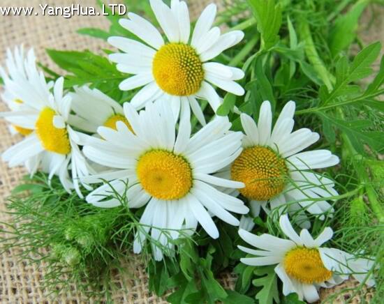 菊花什麼時候開花季節 菊花品種和開花時間大全 養花網