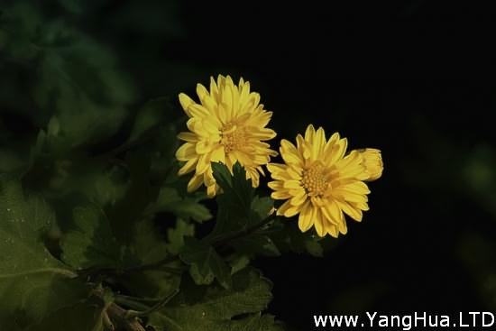 黃菊花