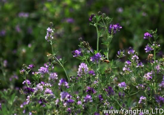 紫花苜蓿的功效與作用 具有清胃熱 清濕熱 利尿 消腫等作用 養花網