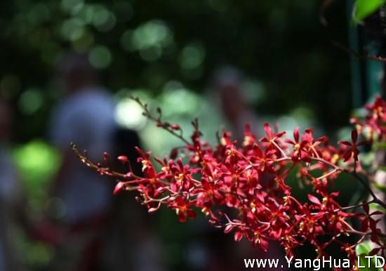 珍稀瀕危植物——火焰蘭