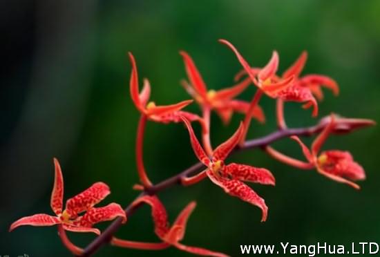 珍稀瀕危植物——火焰蘭
