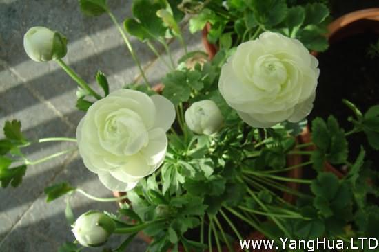 白色花毛茛盆花