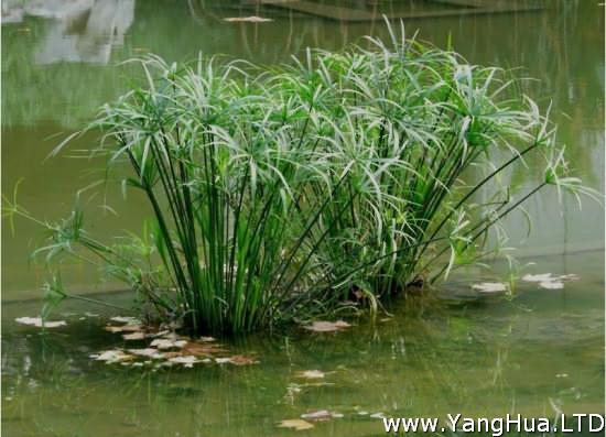 水養旱傘草