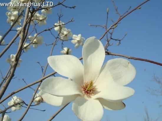 白玉蘭花