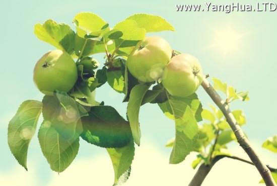 陽光照耀下的青蘋果樹圖片