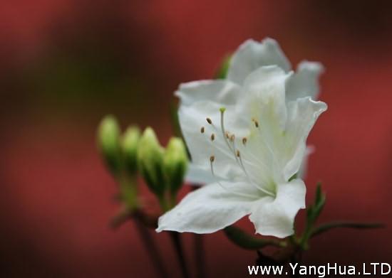 白色的杜鵑花圖片