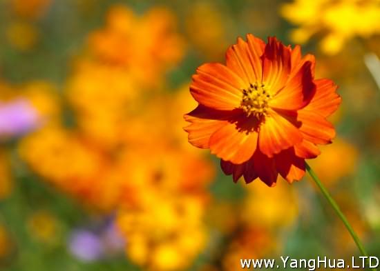 7種在秋天開放的橙色花朵