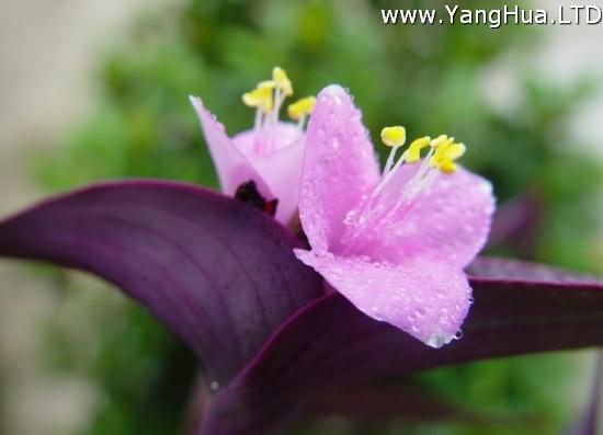 鮮艷亮麗的紫錦草（紫鴨 跖草）