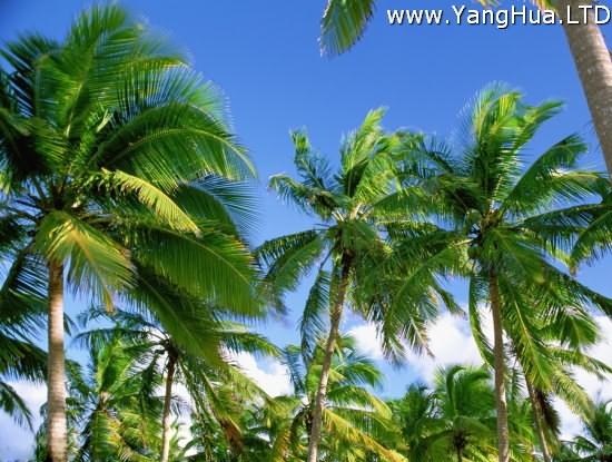 椰子樹林圖片