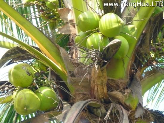 樹上的椰子圖片