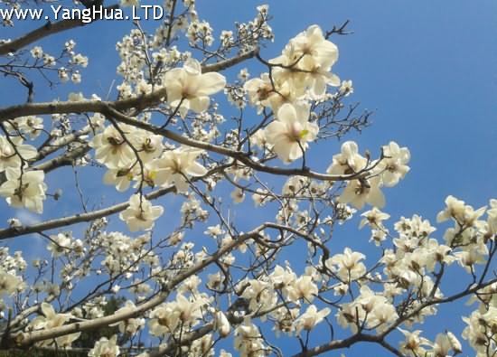 盛開的玉蘭花樹
