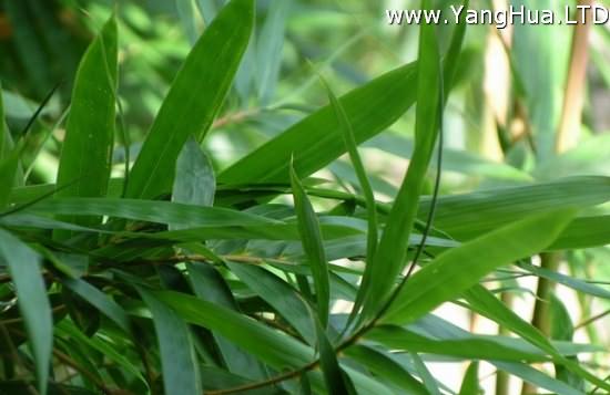 濃綠的鳳尾竹圖片