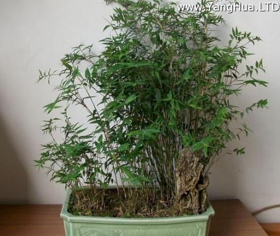 盆栽鳳尾竹