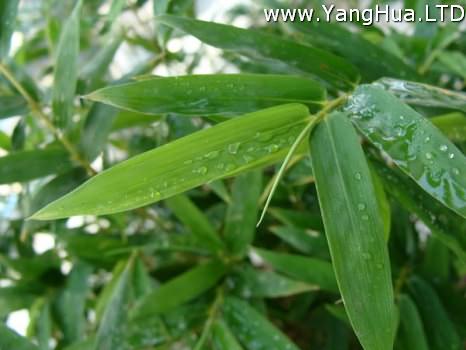 翠綠的鳳尾竹