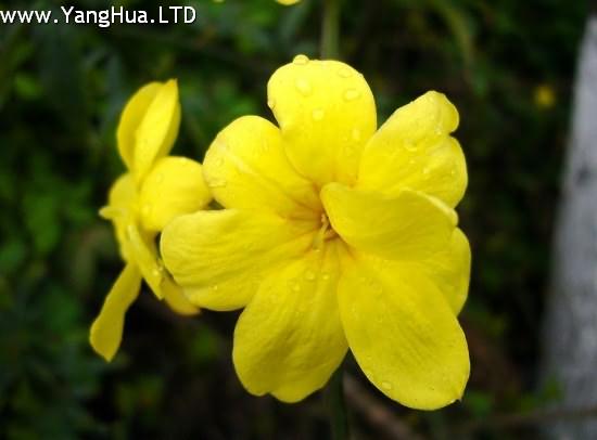 黃色的迎春花圖片