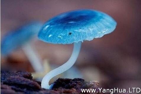 20種罕見的蘑菇