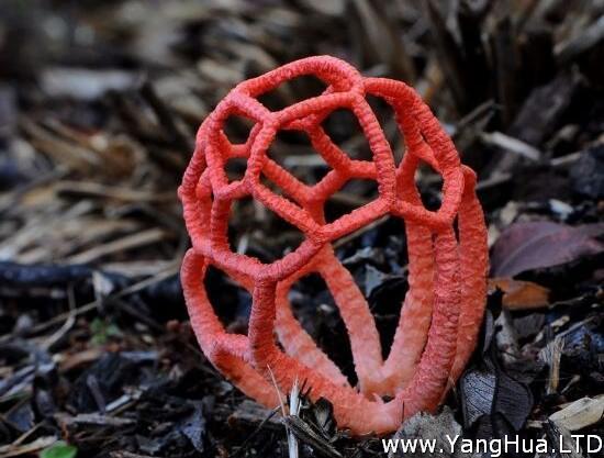 紅籠頭菌