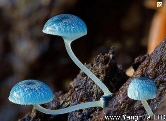 炫藍蘑菇