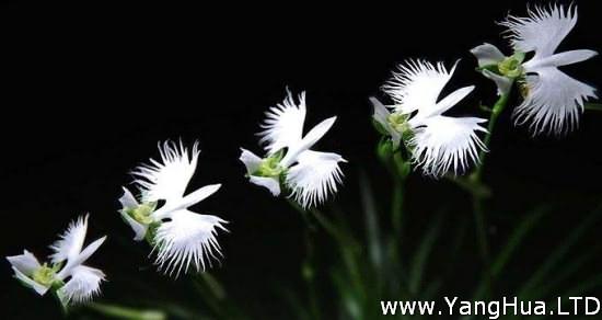 白鷺蘭花