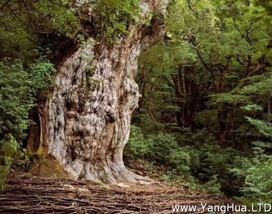 日本Jhomon Sugi 樹