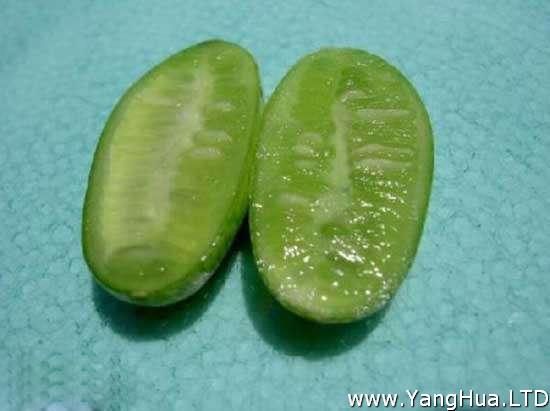 世界最小的西瓜--佩普基諾