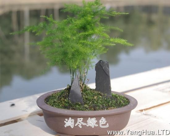 葉子最小的植物-文竹