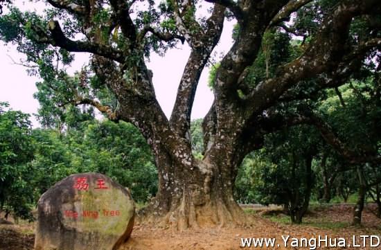 世界最老的荔枝樹