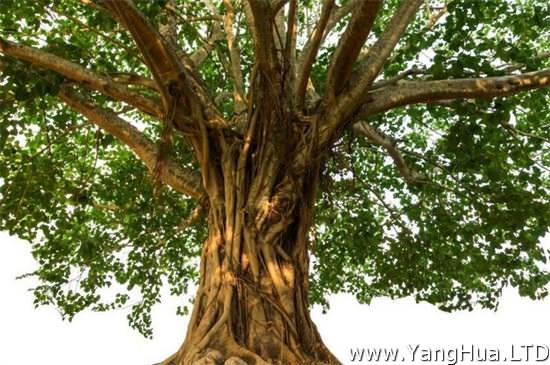 菩提樹的寓意是什麼 知識 斷絕煩惱而成就的智慧 養花網