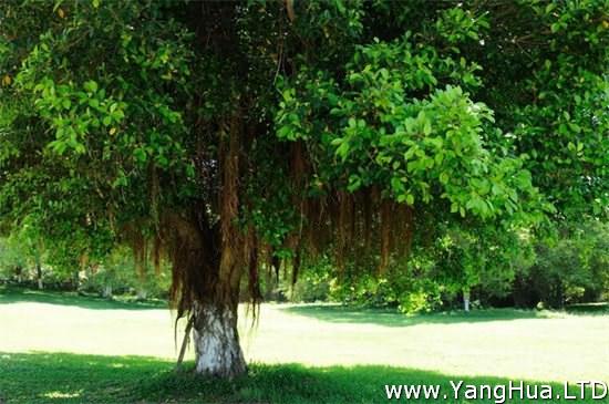 菩提樹的寓意是什麼 知識 斷絕煩惱而成就的智慧 養花網