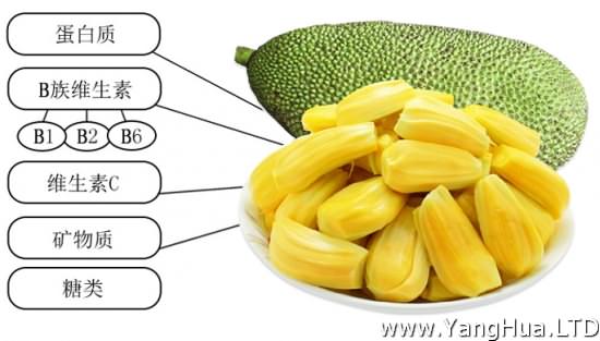 菠蘿蜜營養圖