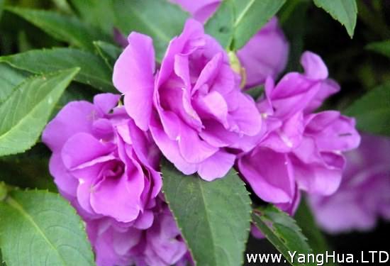 紫色鳳仙花