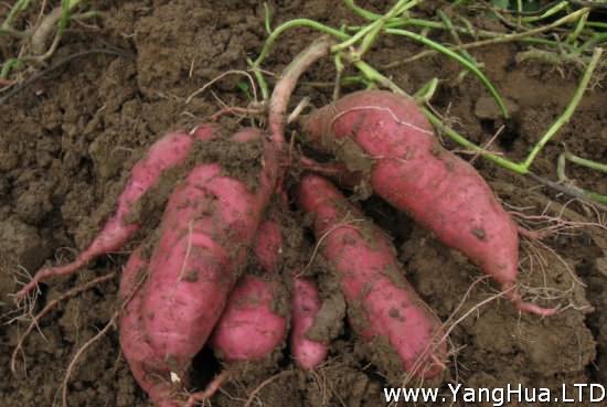 紅薯的栽培技術