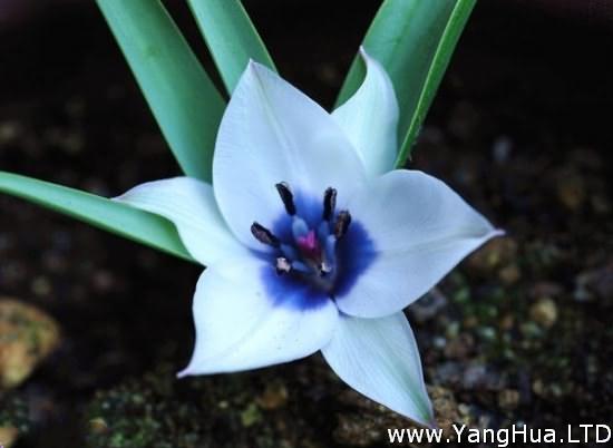 Tulipa 'Albocaerulea Oculata' 傳說中的藍色鬱金香