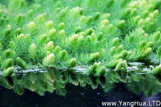 金魚藻的特點 生命力旺盛 耐高溫 養花網
