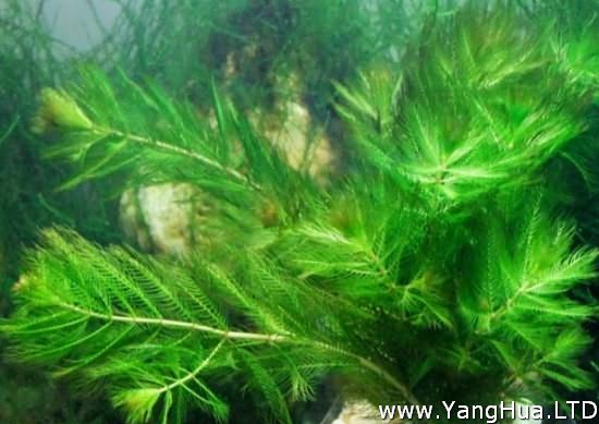 金魚藻是什麼植物 是一種沉水性多年生水草 養花網
