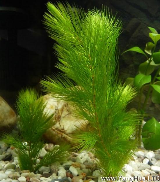 金魚藻的形態特徵