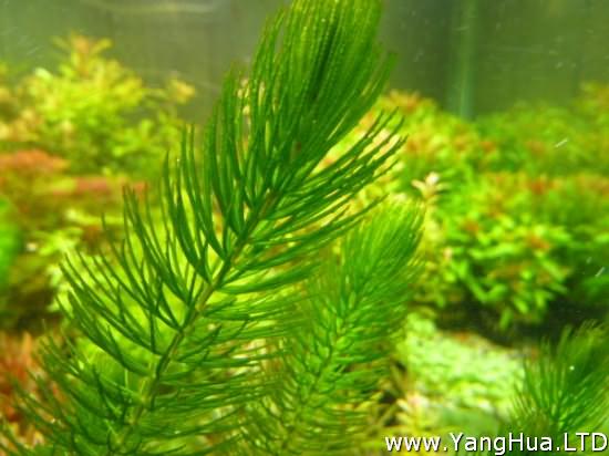 水中的金魚藻