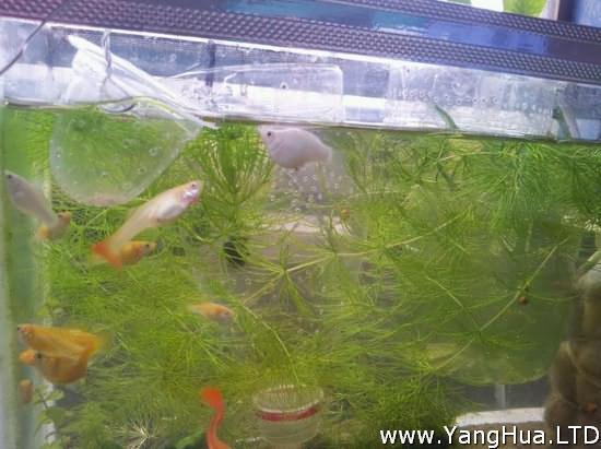 金魚藻怎麼養 掌握五種養殖要點 養花網