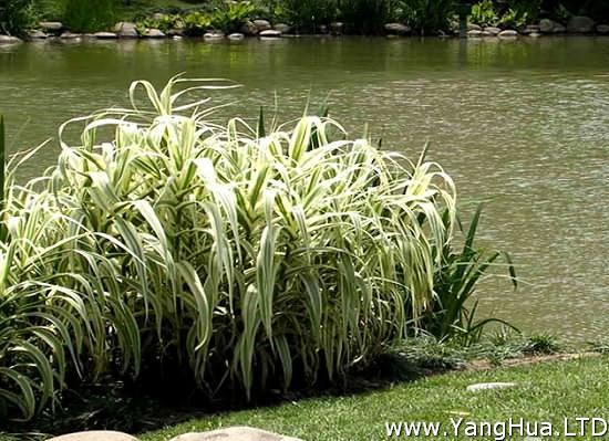 公園湖邊種植的花葉蘆竹