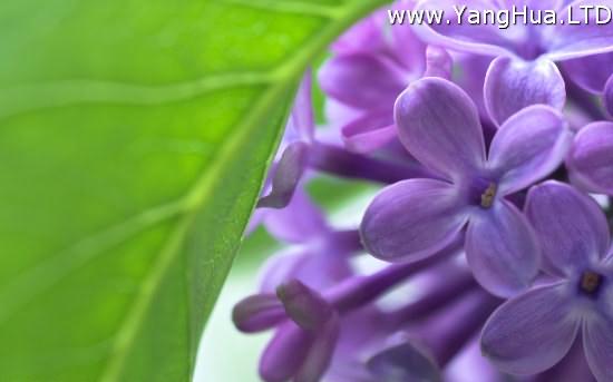 丁香花藍紫色