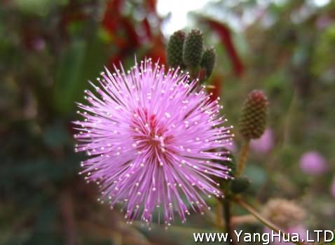 含羞草（花）