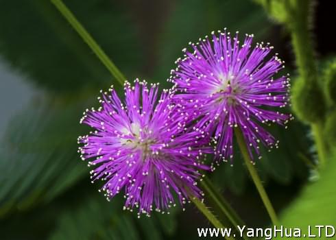 含羞草-美麗的花兒
