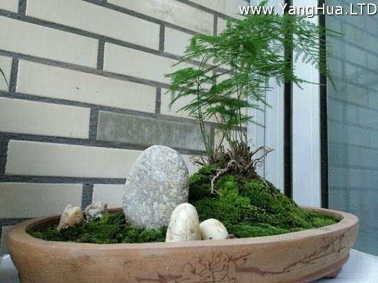 自然式——文竹盆景