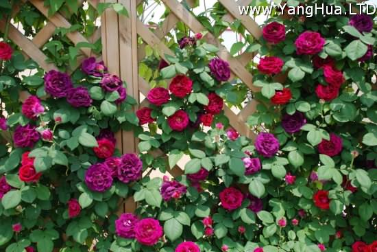這8款開花超美的籐本花卉 能爬牆 會開花 艷麗的花兒簡直美到爆炸 養花網